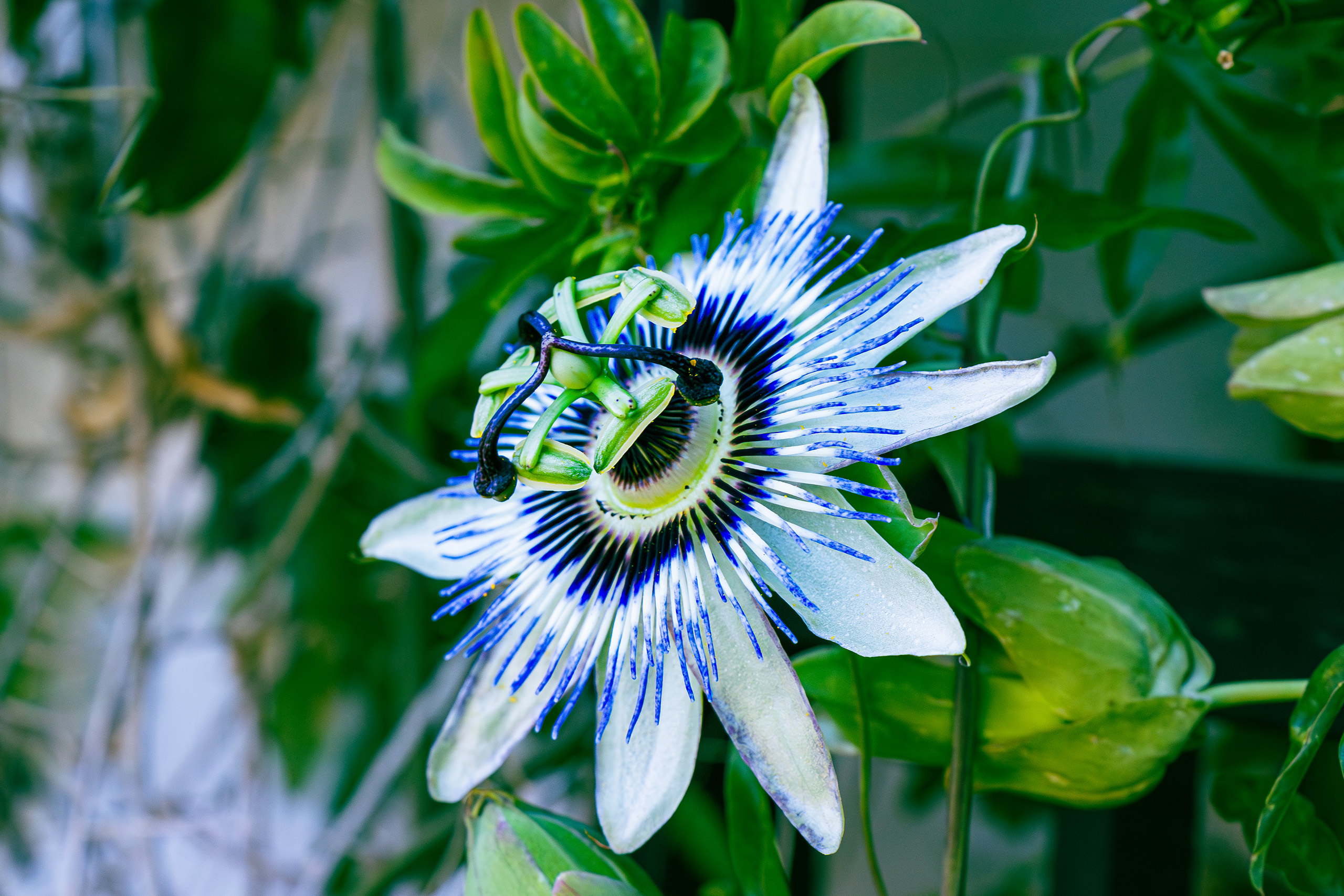 Photo de randonnée dans les Pyrénées, sur le chemin en direction du col des Sarradets. Vue sur le Pic de la Pahule et le Mont Mourgat.